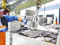 Чёрный палтус в Норвегии: Сенья и Тромсё, глубины 600–1200 м