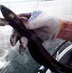 Полярный акулёнок с 180 м у Хитры