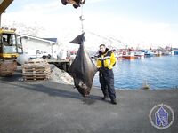 Снимки с палтусом из Норвегии без подробностей