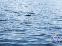 Стаи у поверхности в Норвегии - вода будто кипит