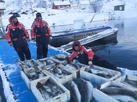 Улов за сегодня в Норвегии короткий итог дня