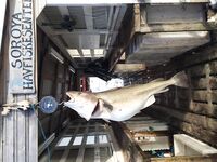 Фото трофея из Норвегии просто фиксирую момент