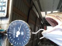 Фото трофея из Норвегии просто фиксирую момент