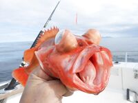 Торсваг в Норвегии фото и рыбы хватило всем