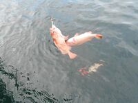 Торсваг в Норвегии фото и рыбы хватило всем