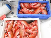 Торсваг в Норвегии фото и рыбы хватило всем