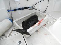 Торсваг в Норвегии фото и рыбы хватило всем