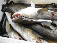 Торсваг в Норвегии фото и рыбы хватило всем