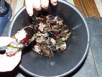 Мидии против местной форельки в Норвегии