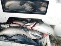 Торсвог август 2015 морская рыбалка по сайде 6–12.5 кг