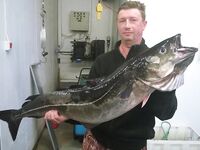 Торсвог август 2015 морская рыбалка по сайде 6–12.5 кг