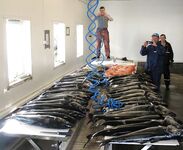 Торсвог август 2015 морская рыбалка по сайде 6–12.5 кг