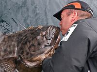 Fish4U и «метки» на палтусе - морская рыбалка только C&R