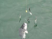 Сайда в толще: «Алабамский зонтик» вместо попперов