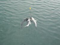 Сайда в толще: «Алабамский зонтик» вместо попперов