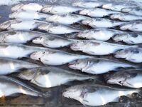 Сорёйя, Норвегия и скрей: крупняк 15–35, на ярусах больше