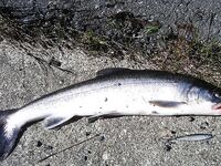 Норвегия, Lyngen Havfiske и арктический голец у моста