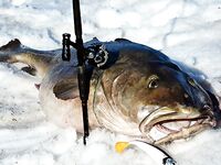 Рекорды по треске в Норвегии и веса приманок