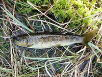 Норвегия: Mefjord Brygge и морская рыбалка на плато