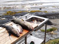 База в Норвегии для морской рыбалки и хозяйственные мелочи