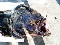 Треска 22 кг и палтус 33.6 в Норвегии - день трофеев