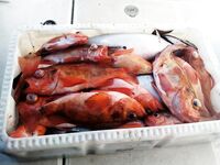 Окунь зачётный у нас и палтусы 15 и 22 у соседей в Норвегии на 140 м