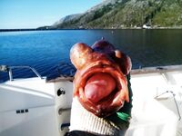 Окунь зачётный у нас и палтусы 15 и 22 у соседей в Норвегии на 140 м