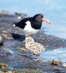 Фото с базы Vikran Vacation в Норвегии и немного моря