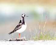 Фото с базы Vikran Vacation в Норвегии и немного моря