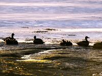 Фото с базы Vikran Vacation в Норвегии и немного моря