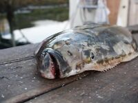 Рекордный палтус и сломанная удочка в Норвегии, подробности вываживания