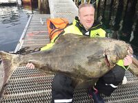 Палтусы на мёртвую рыбку в Норвегии, рыбалка с клиентами и честные 45 кг