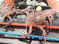 Под Киркенесом заметка о крабе и краболовке