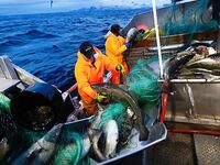 Скрей в Норвегии: заметка из Altaposten