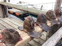 Норвегия: новичок и морская рыбалка 6–13 мая 2017