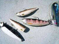 Сенья - морская рыбалка с пляжа и отчёт о базе