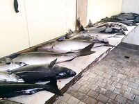 Норвегия, Lyngen Havfiske и морская рыбалка в августе