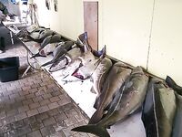 Норвегия, Lyngen Havfiske и морская рыбалка в августе