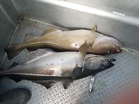 Норвегия, Lyngen Havfiske и морская рыбалка в августе