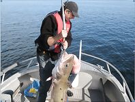 Мольва в Норвегии глубины и насадки по месяцам