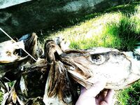 Зачем в Норвегии сушат щучьи головы?