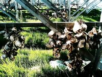 Зачем в Норвегии сушат щучьи головы?