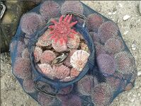 Сенья, Gryllefjord в Норвегии: шторм, пирс, ящики трески и сорванный палтус