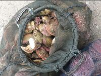 Сенья, Gryllefjord в Норвегии: шторм, пирс, ящики трески и сорванный палтус