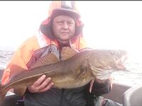 Сенья, Gryllefjord в Норвегии: шторм, пирс, ящики трески и сорванный палтус