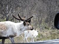 Сенья, Gryllefjord в Норвегии: шторм, пирс, ящики трески и сорванный палтус