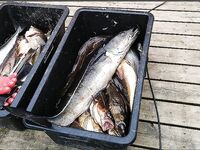 Сенья, Gryllefjord в Норвегии: шторм, пирс, ящики трески и сорванный палтус