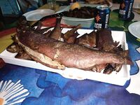 XLyngen в Норвегии, жара и глубины 120+: морская рыбалка по сайде и треске