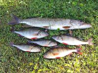 XLyngen в Норвегии, жара и глубины 120+: морская рыбалка по сайде и треске