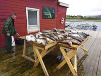 XLyngen в Норвегии, жара и глубины 120+: морская рыбалка по сайде и треске